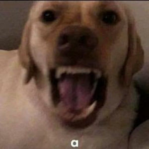 Meet your Posher, Alan